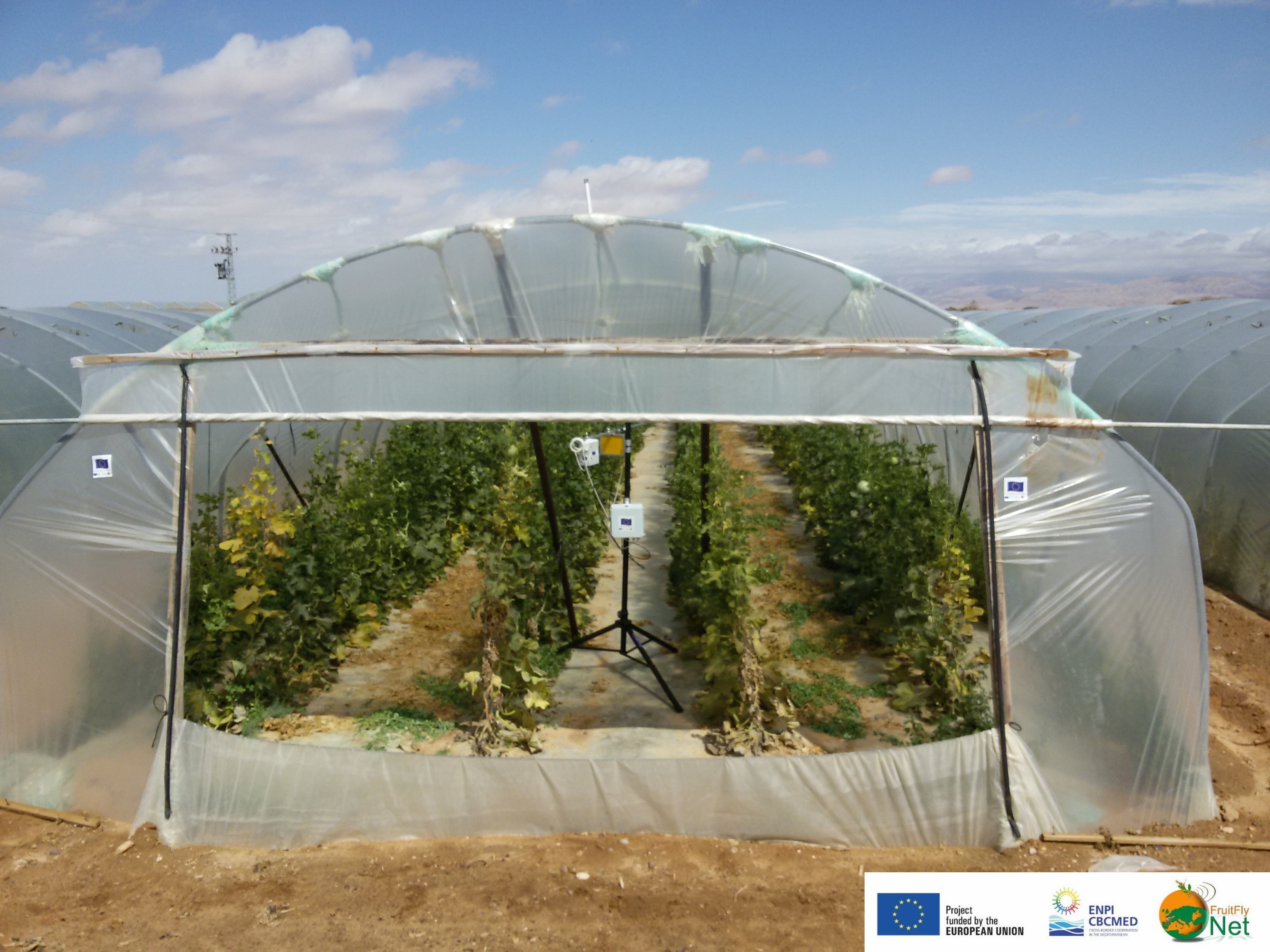 The first fruit fly Real Time Insect Counting Traps (ReTIC) in melon tunnels in the Arava, Israel